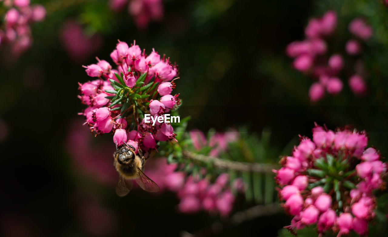 Close-up of a bee in front of a pink  plant