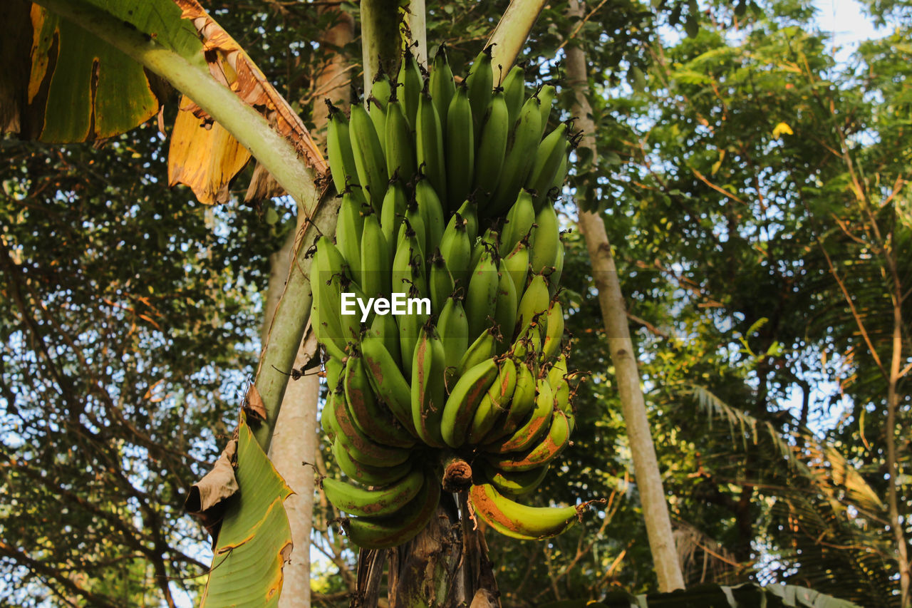 LOW ANGLE VIEW OF FRUIT TREE