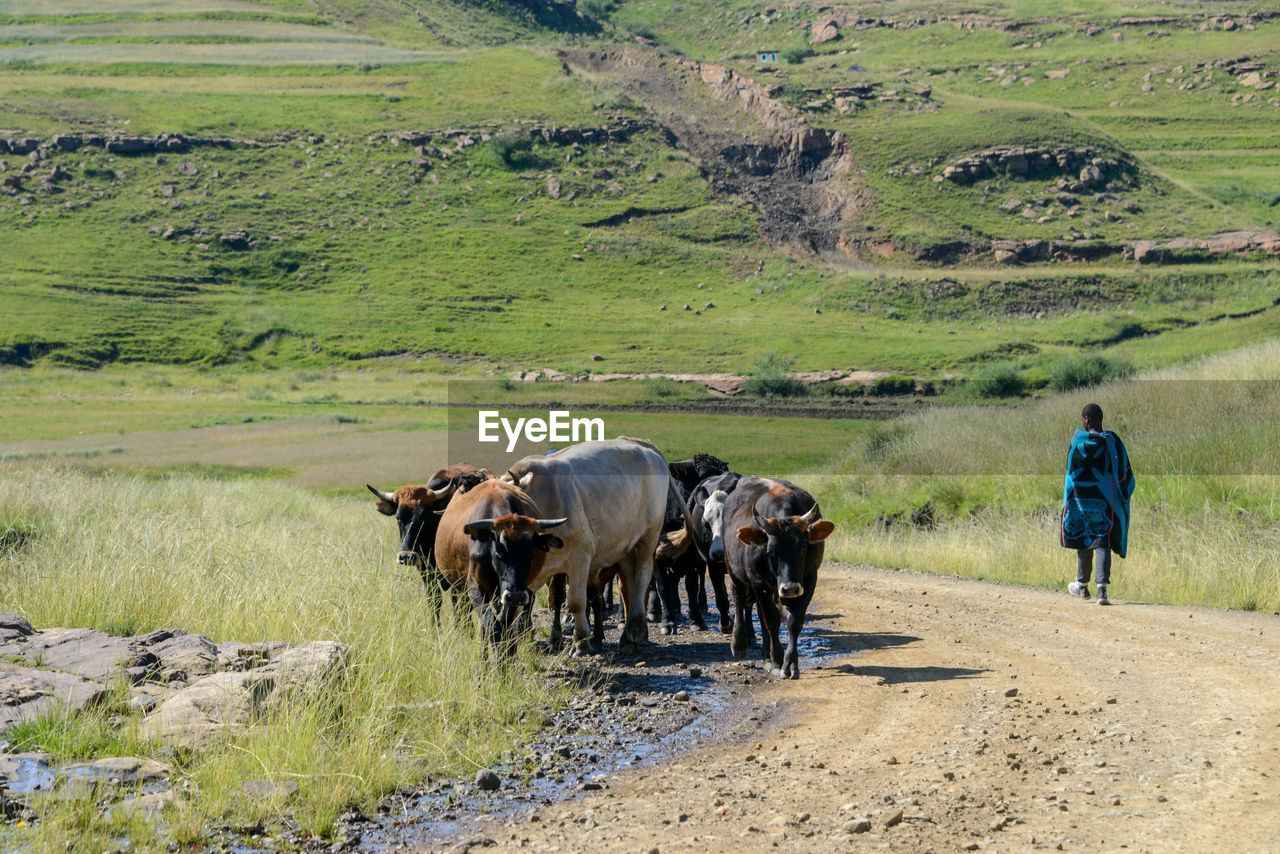 REAR VIEW OF COWS WALKING ON FARM