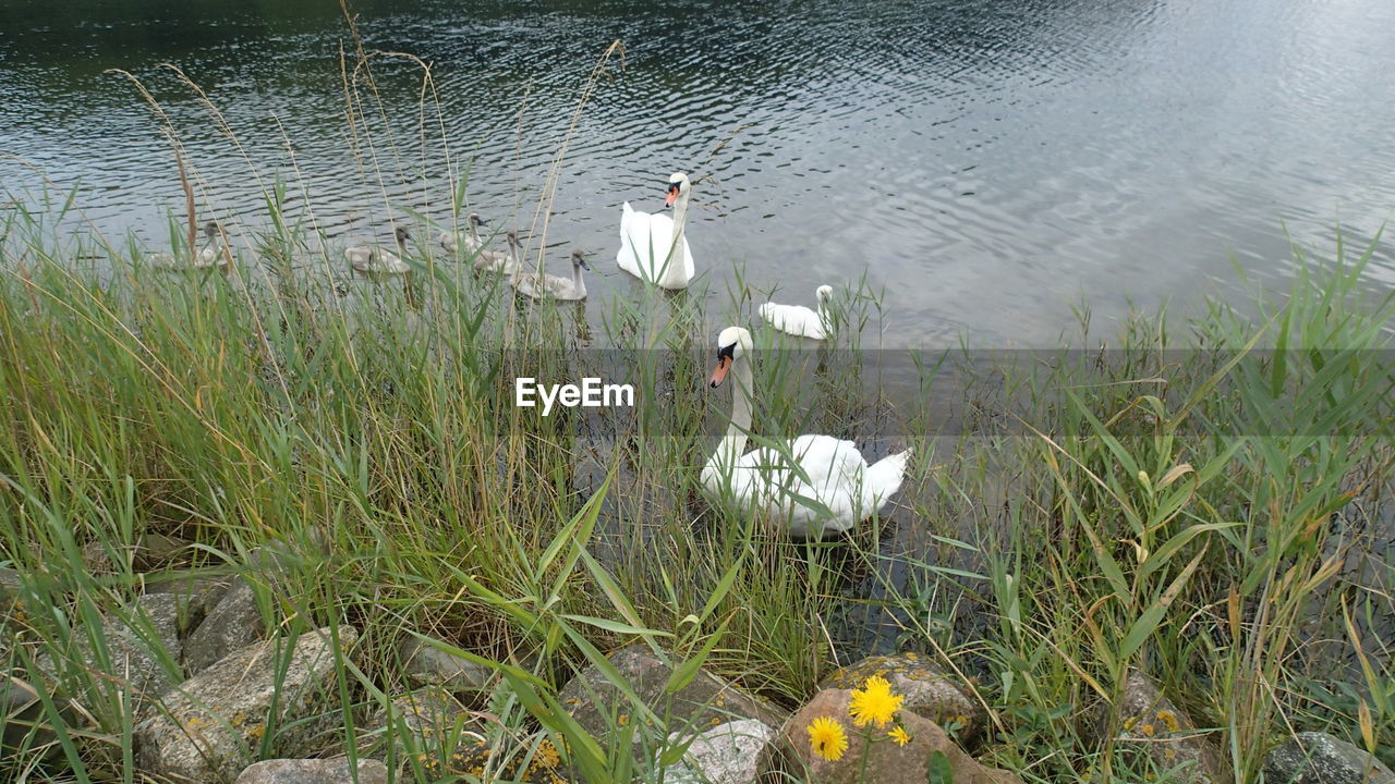 HIGH ANGLE VIEW OF SWANS ON LAKE SHORE