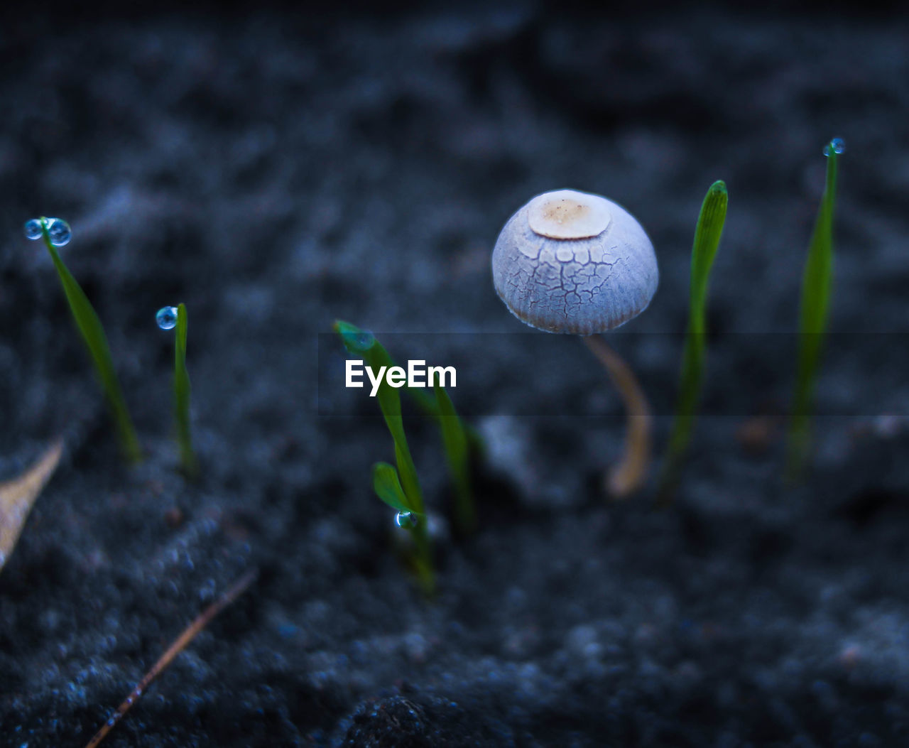 CLOSE-UP OF MUSHROOM GROWING IN FIELD