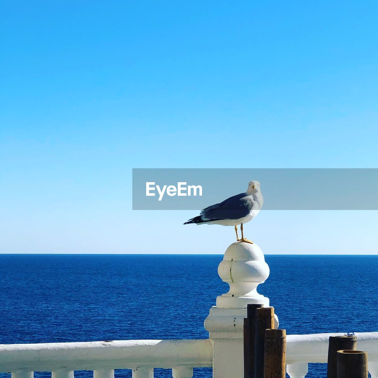 SEAGULL PERCHING ON A SEA AGAINST SKY