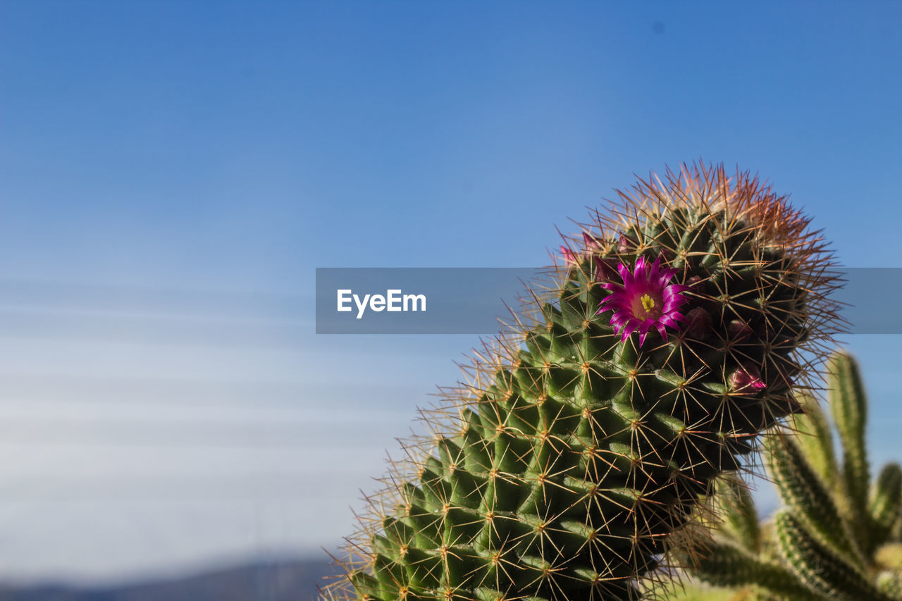 plant, nature, cactus, growth, sky, thorn, succulent plant, flower, beauty in nature, spiked, no people, sharp, blue, day, thorns, spines, and prickles, outdoors, close-up, green, clear sky, plant stem, desert, flowering plant, sunlight, barrel cactus, focus on foreground, copy space, scenics - nature, freshness, sunny, sign, environment