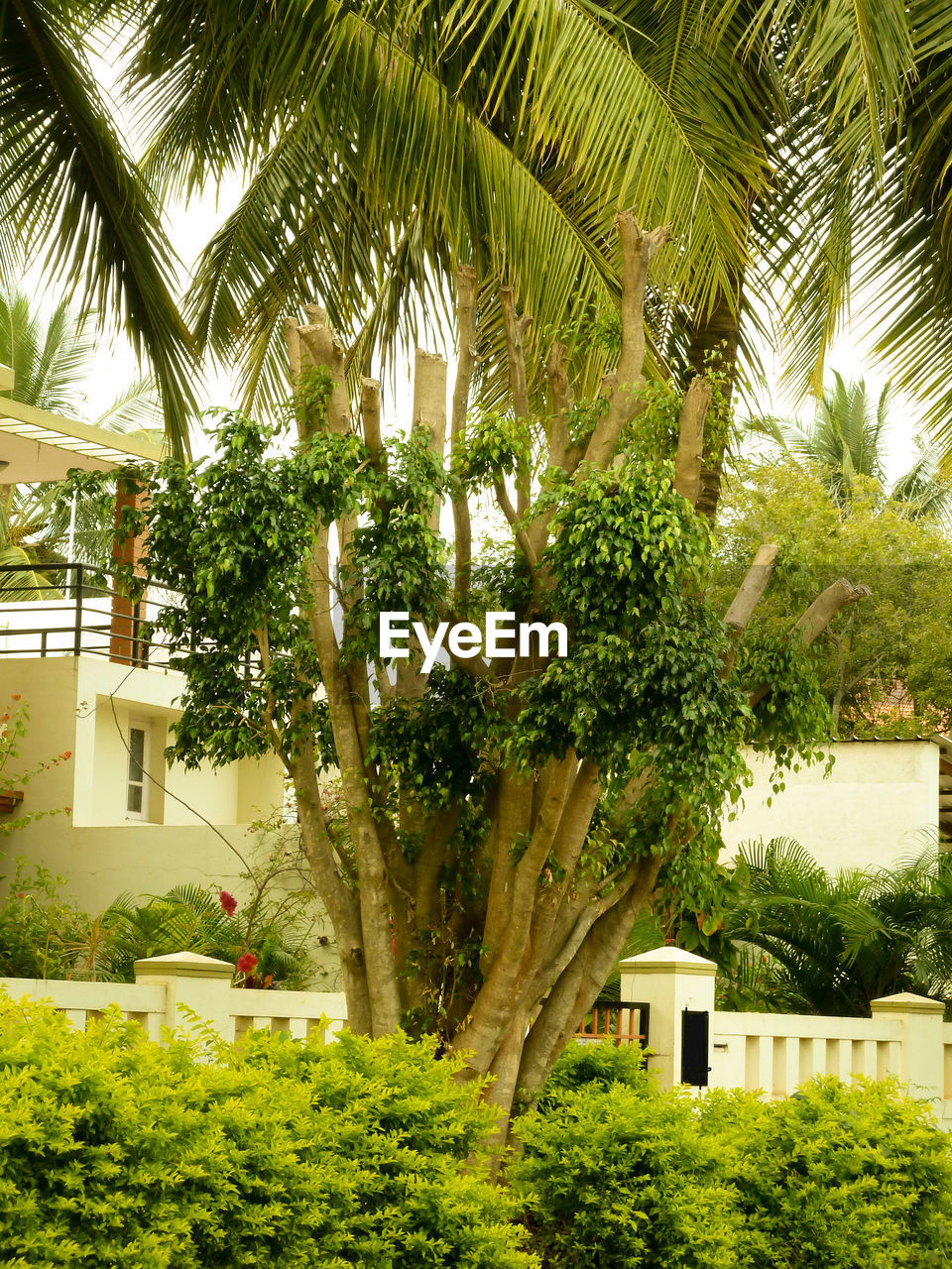 PALM TREES GROWING IN THE PARK