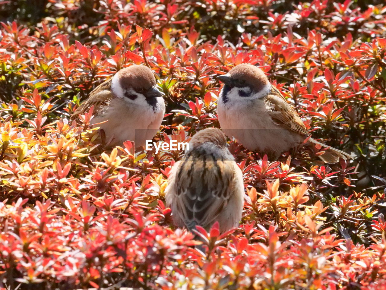 Sparrows have a meeting