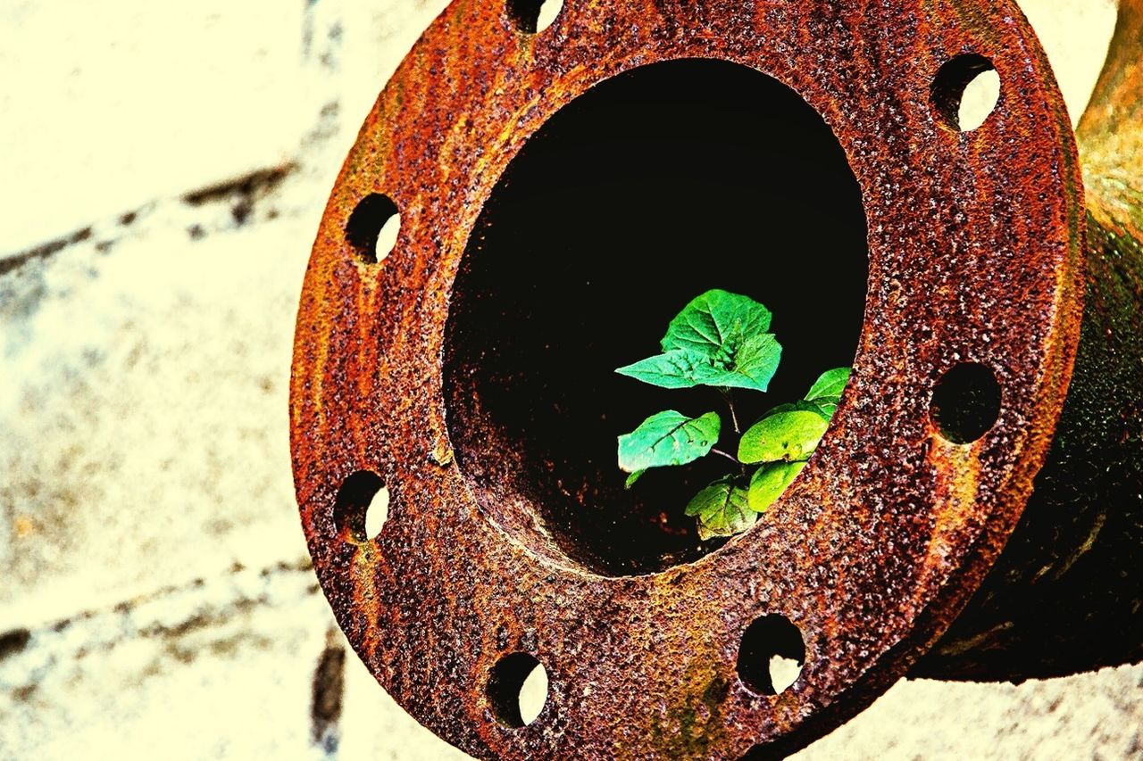 High angle view of small plant growing in rusty pipe