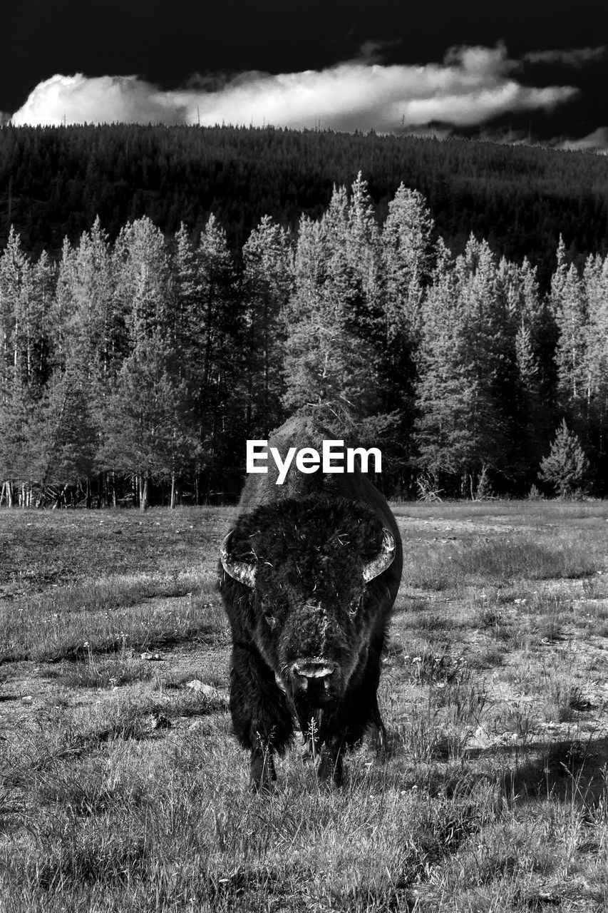 Bison standing on field against forest