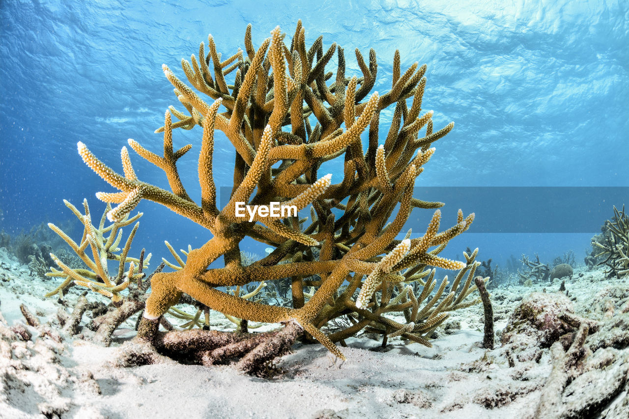 Starghorn coral in blue water