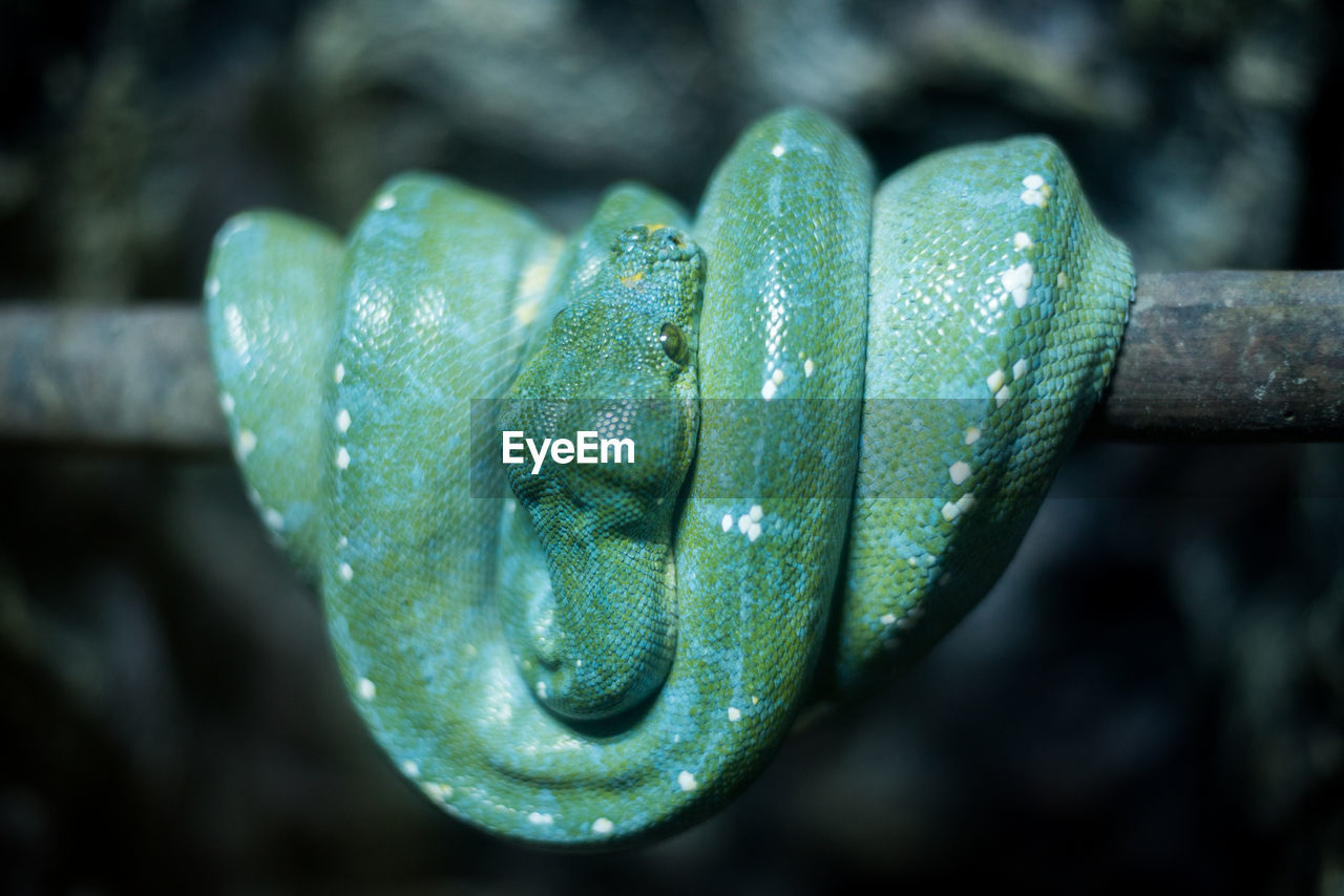 Close-up of green snake on branch in forest