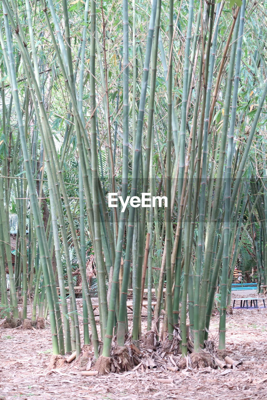 BAMBOO TREES IN THE FOREST