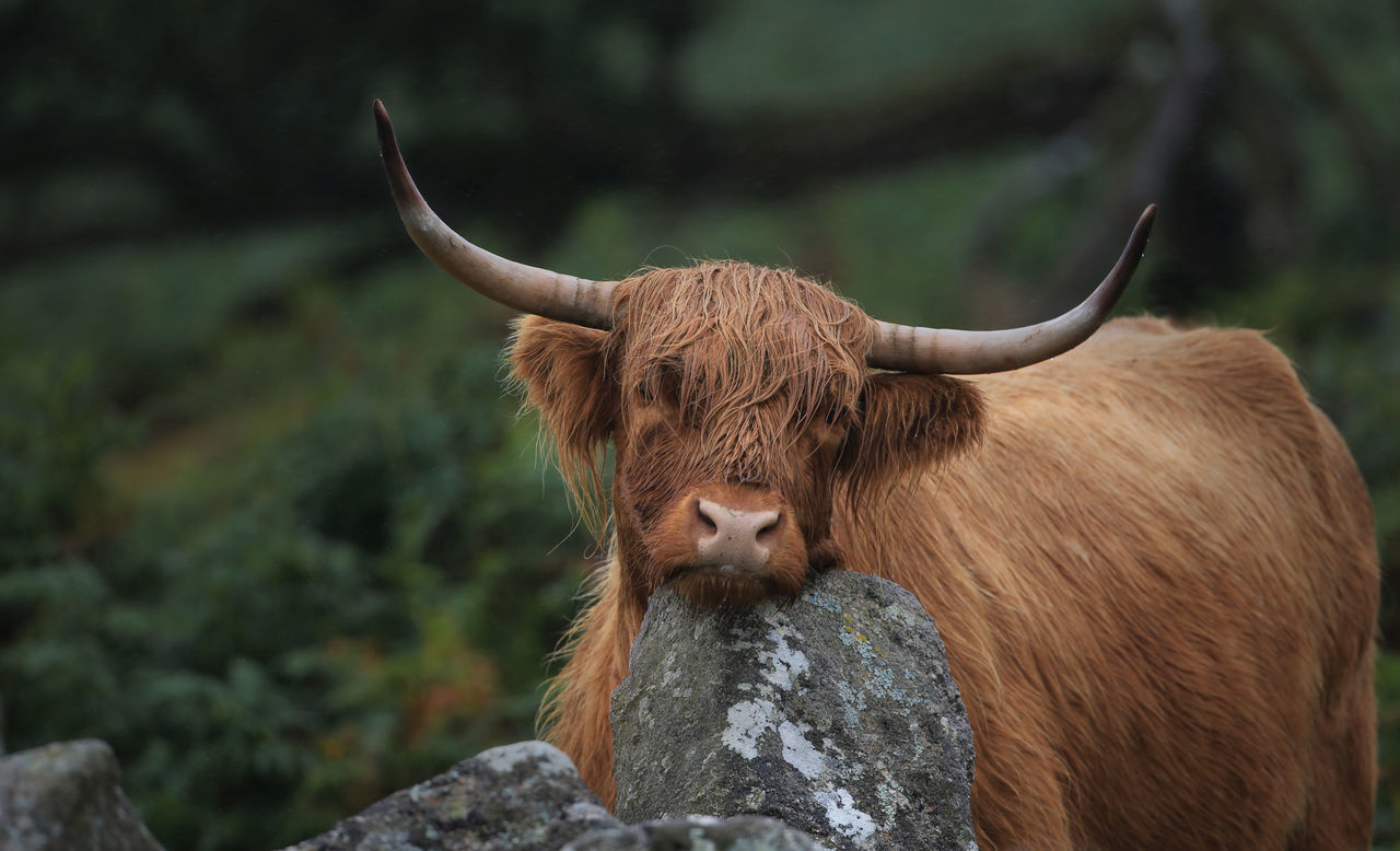 Close-up of a highland cattle resting head on rock