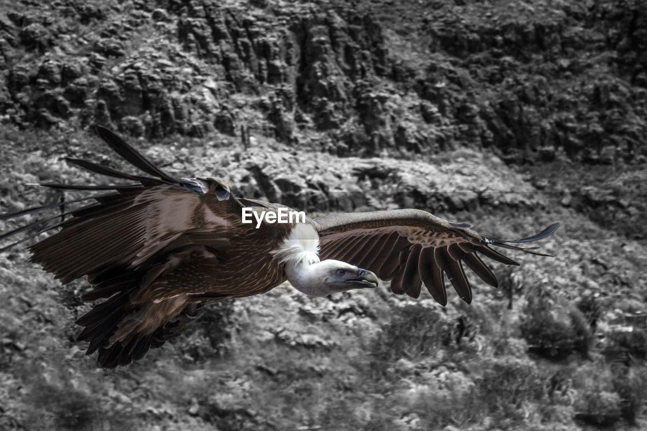 CLOSE-UP OF EAGLE FLYING IN PARK