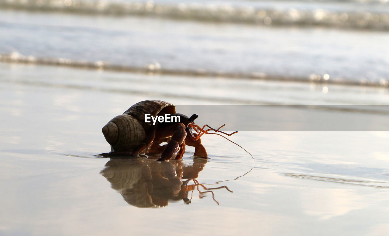 VIEW OF CRAB IN SEA