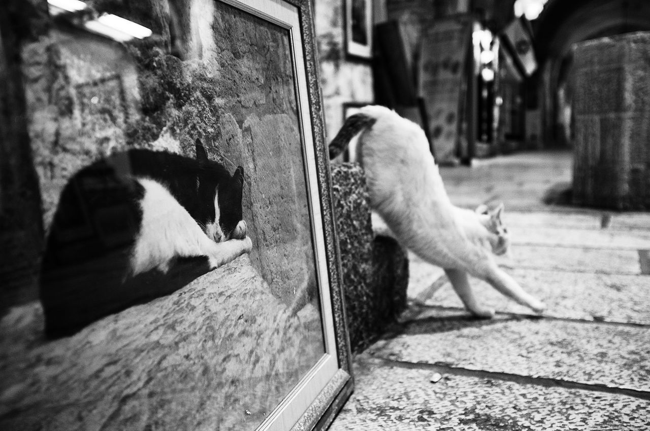 Cats on sidewalk