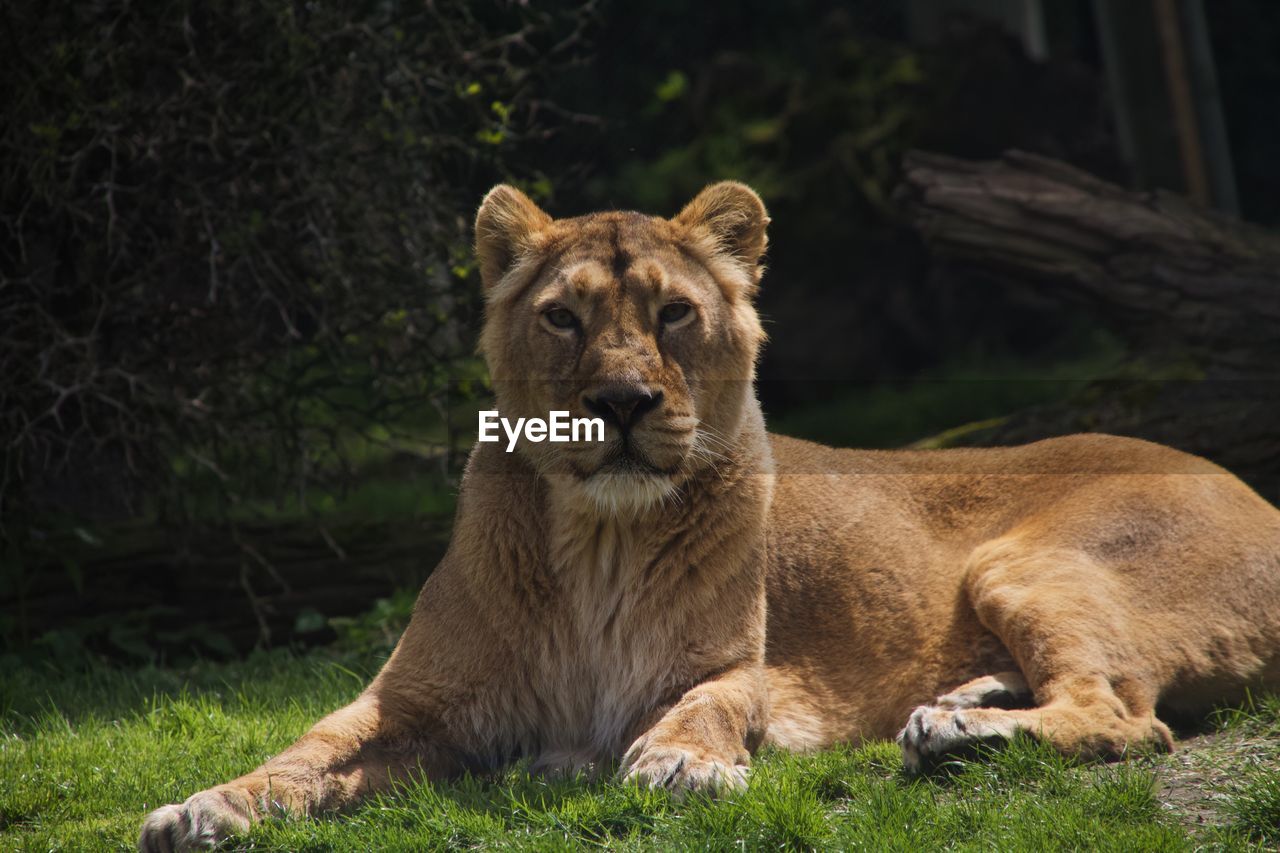 Lion Intense Animals Wildlife Mammal Animal Animal On Eyeem