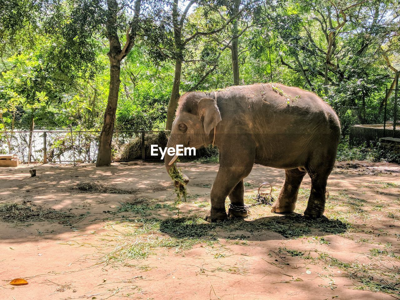 ELEPHANT STANDING IN A FOREST