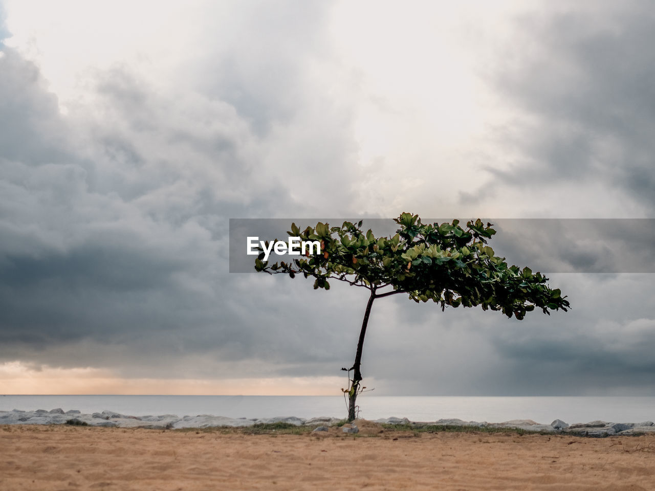 A solo tree on a beach against clouds