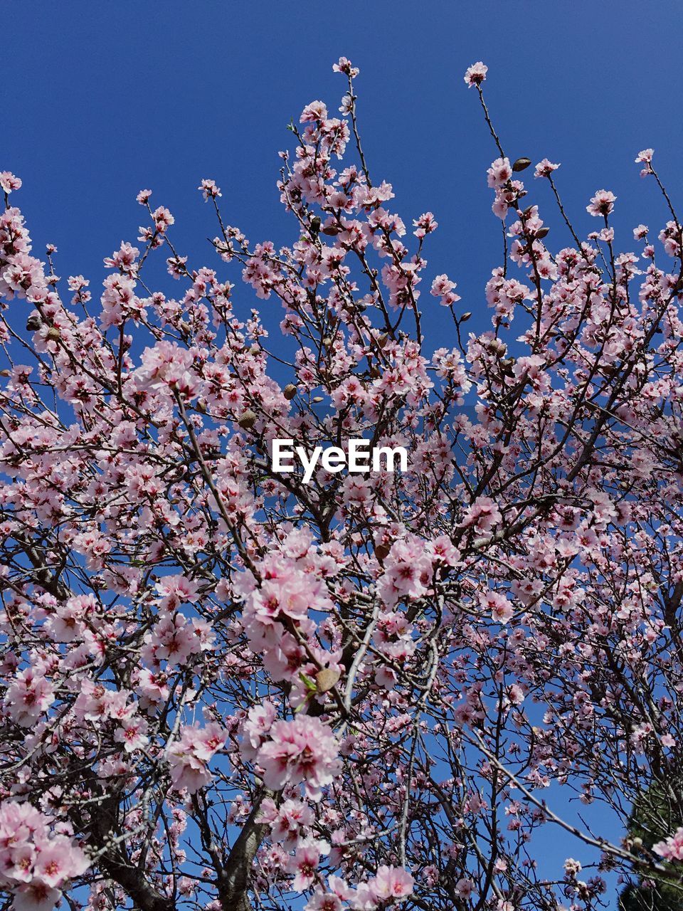 Low angle view of flowers blooming on tree against sky