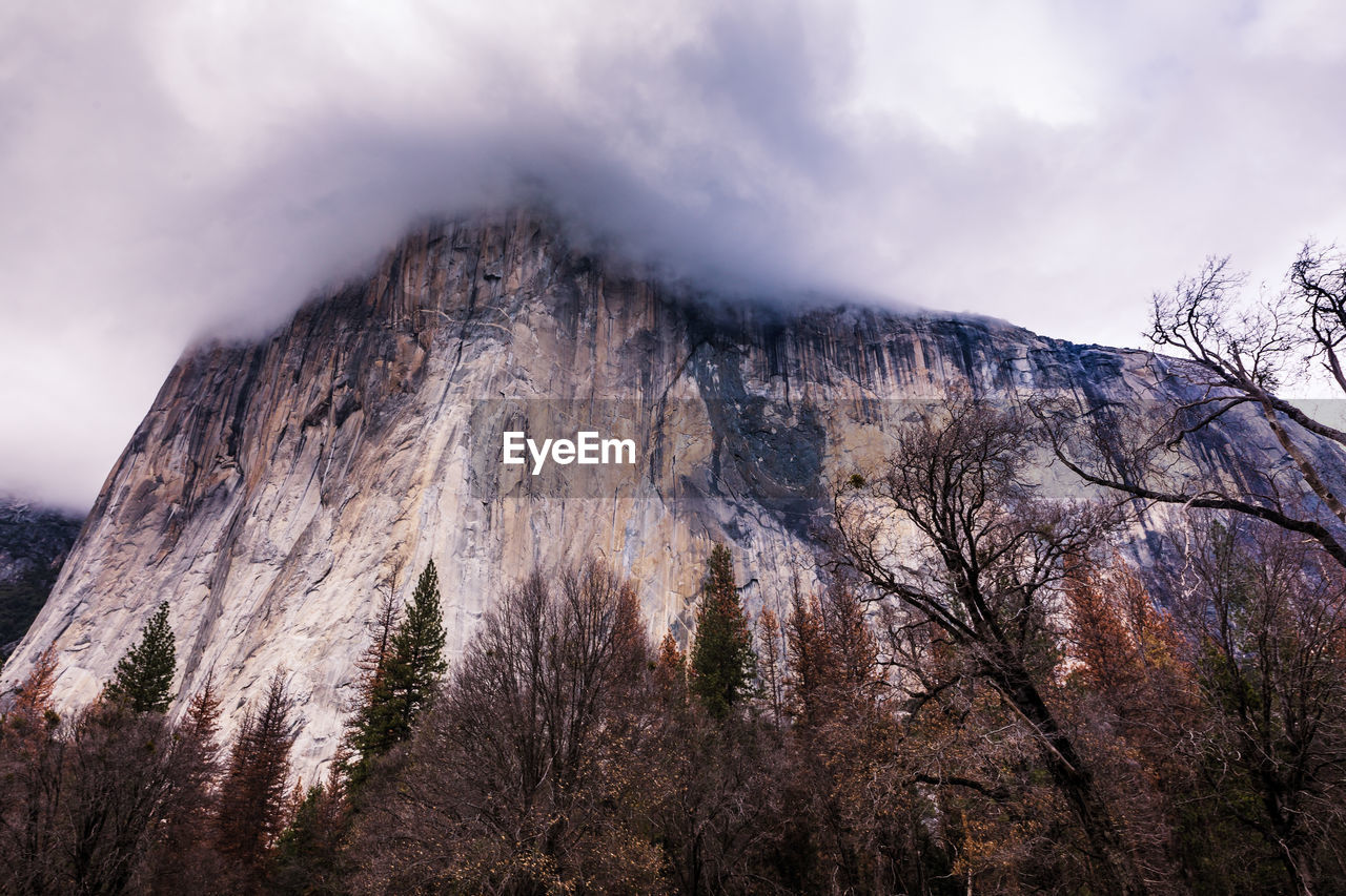 LOW ANGLE VIEW OF TREE MOUNTAIN AGAINST SKY