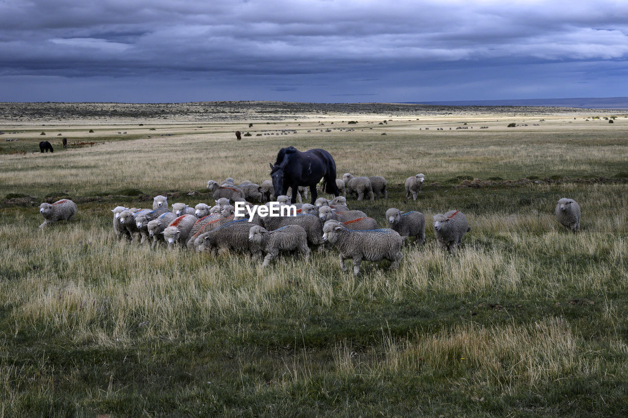 In a vast field, a herd of sheep is gathered around a horse.