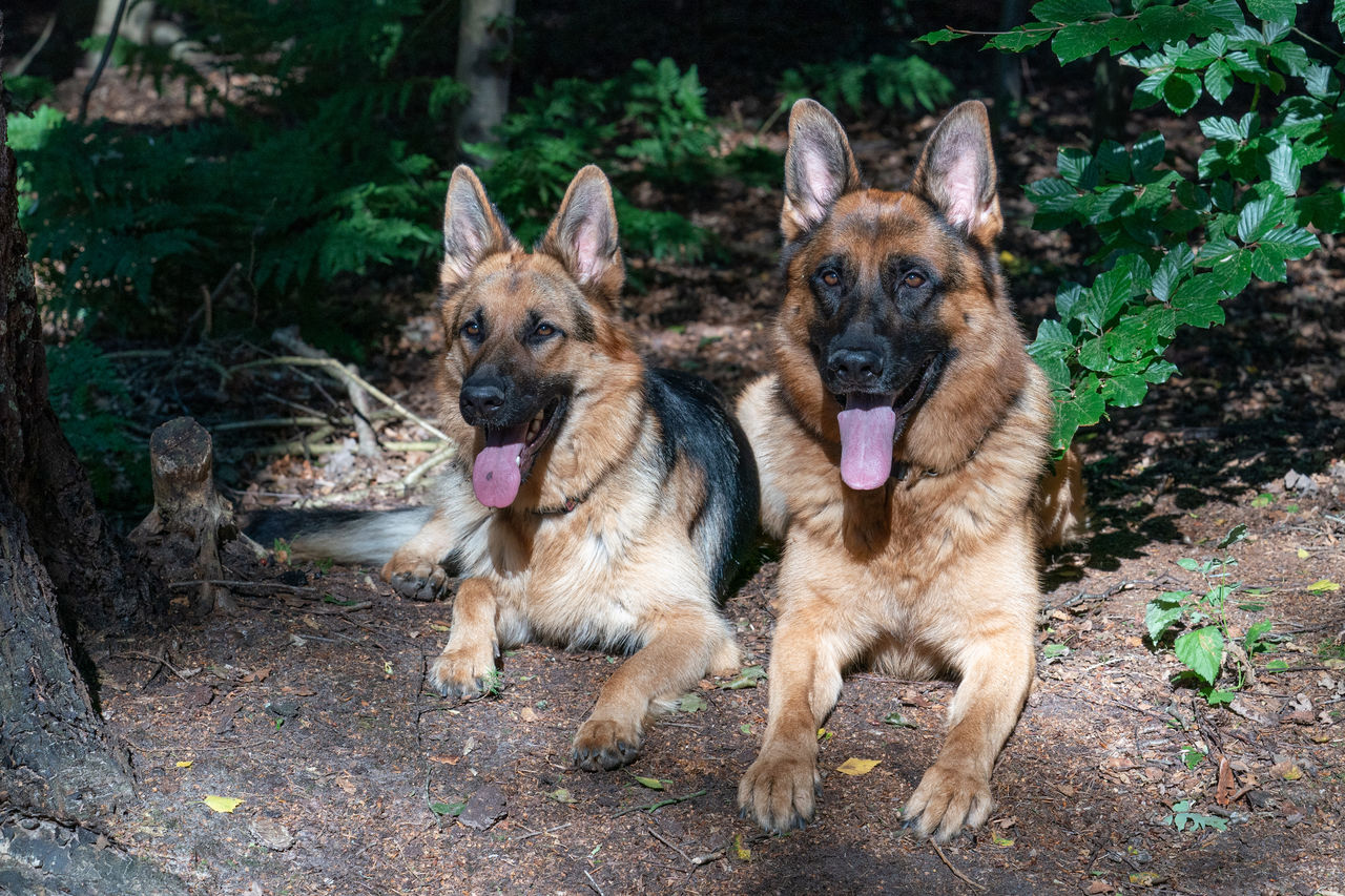 Two beautiful german shepherd dogs lie together. forest, sunlight on the dog's, tongues sticking