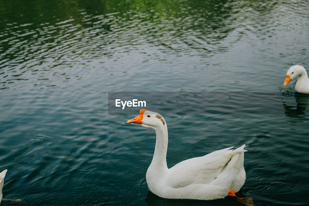 Goose swimming in lake