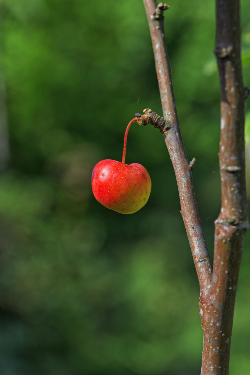 CLOSE-UP OF RED CHERRIES ON TREE