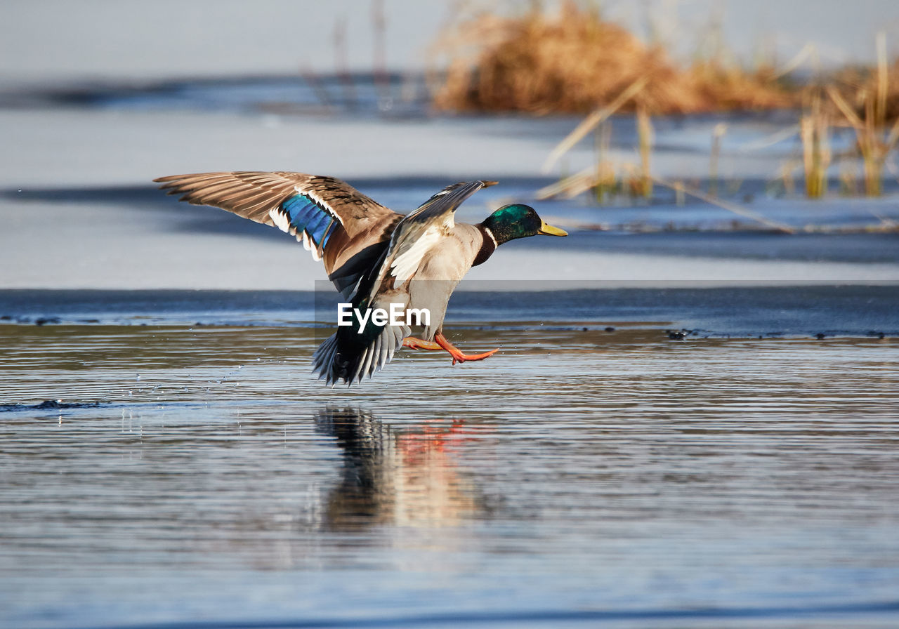 Mallard duck taking off from lake