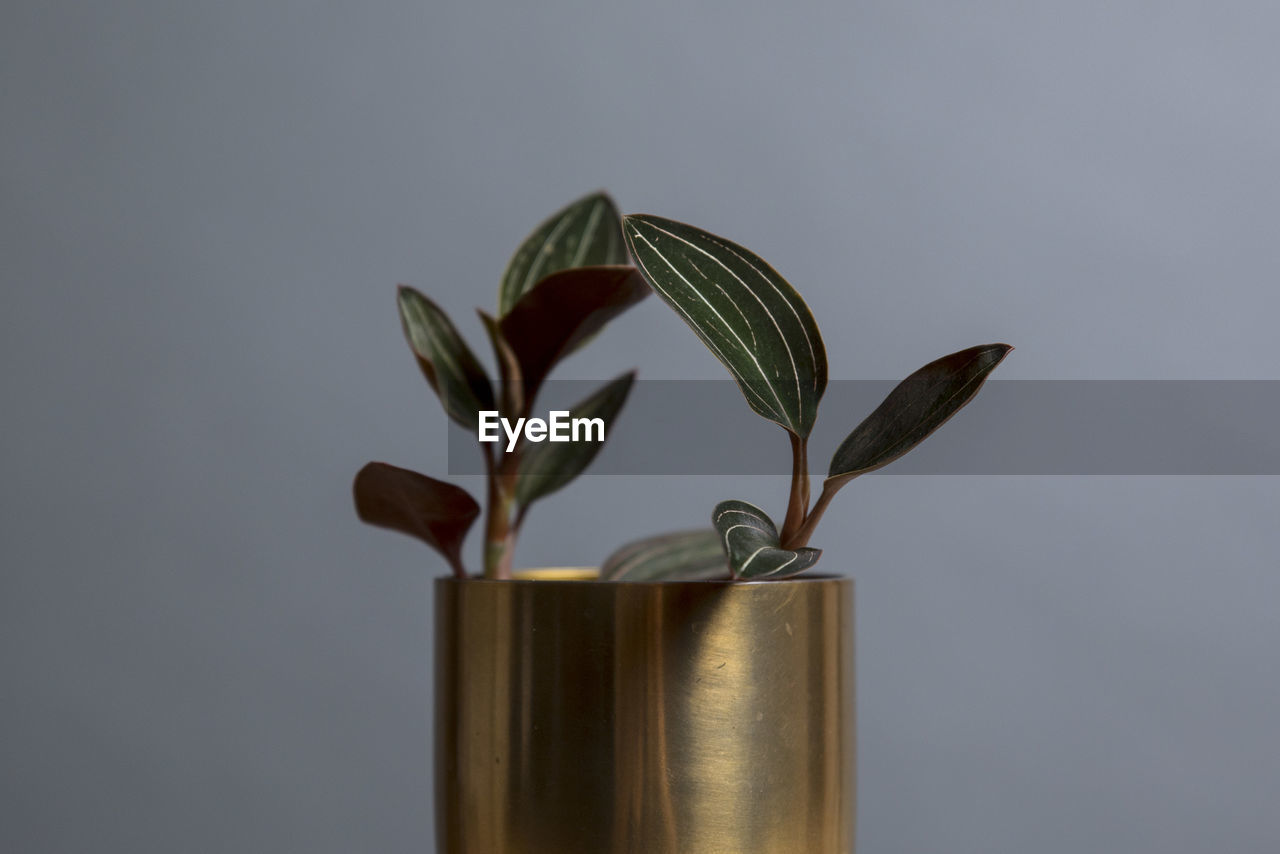 Close-up of potted plant against wall