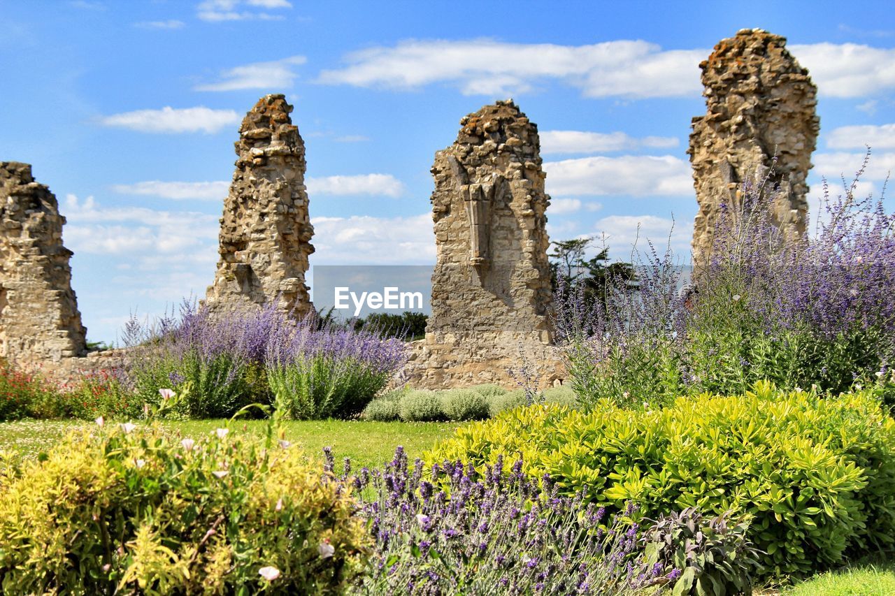 PANORAMIC VIEW OF FLOWERING PLANTS ON ROCKS