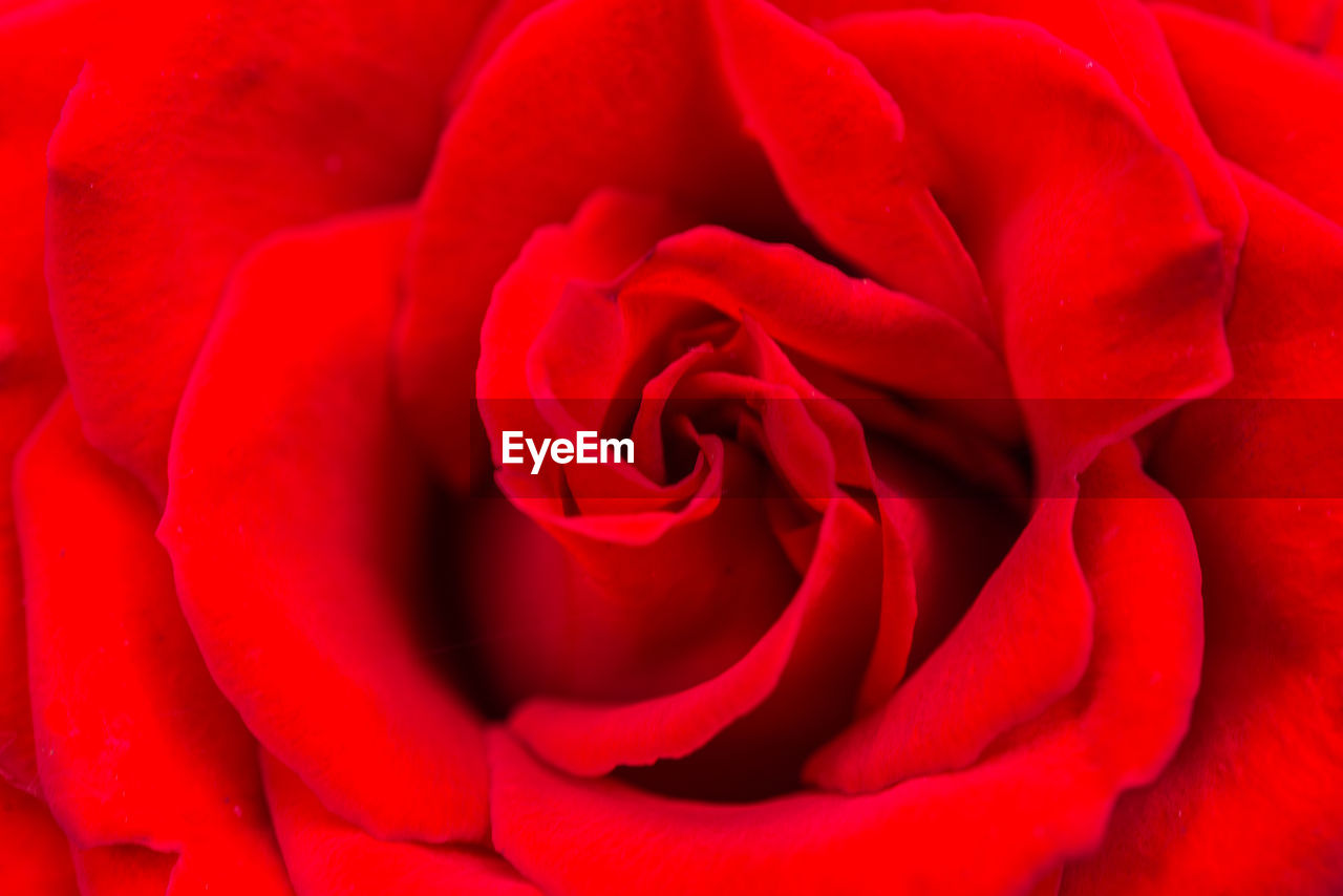 Close-up of red rose