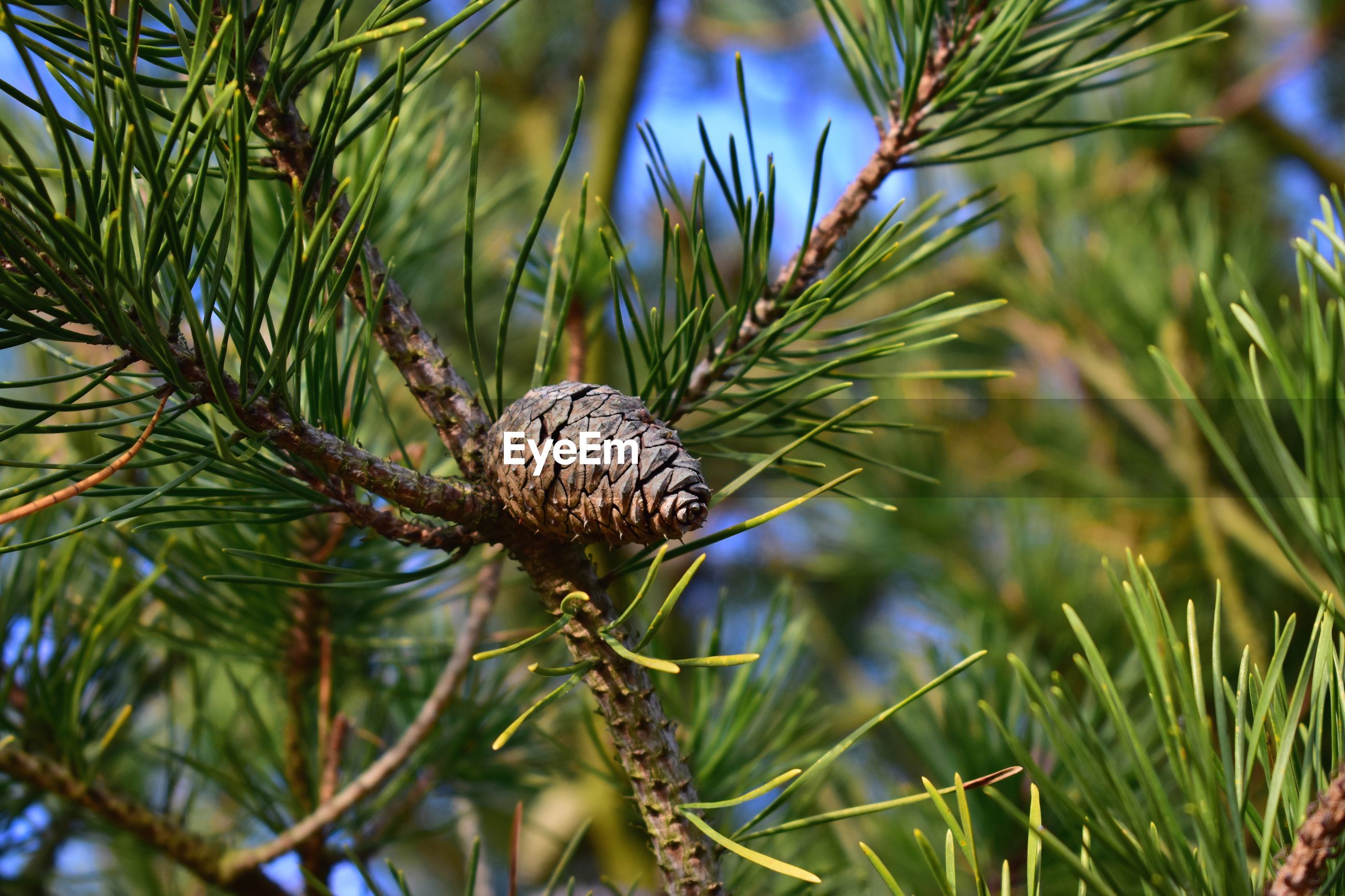 Closeup of pine cone on plant ID 137893940