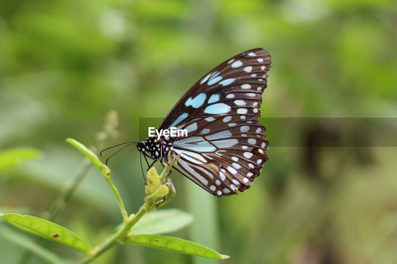 Insect Butterfly Insect Animal Wing Animals In On Eyeem