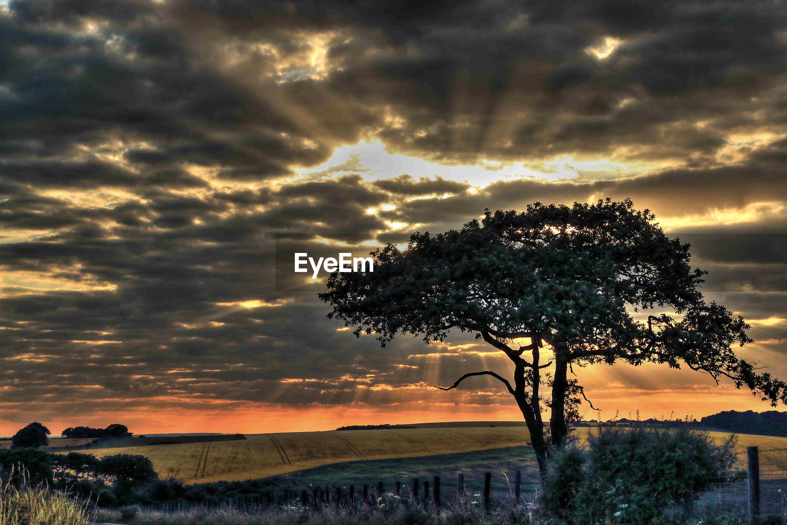 Silhouette of tree against storm clouds | ID: 108835144