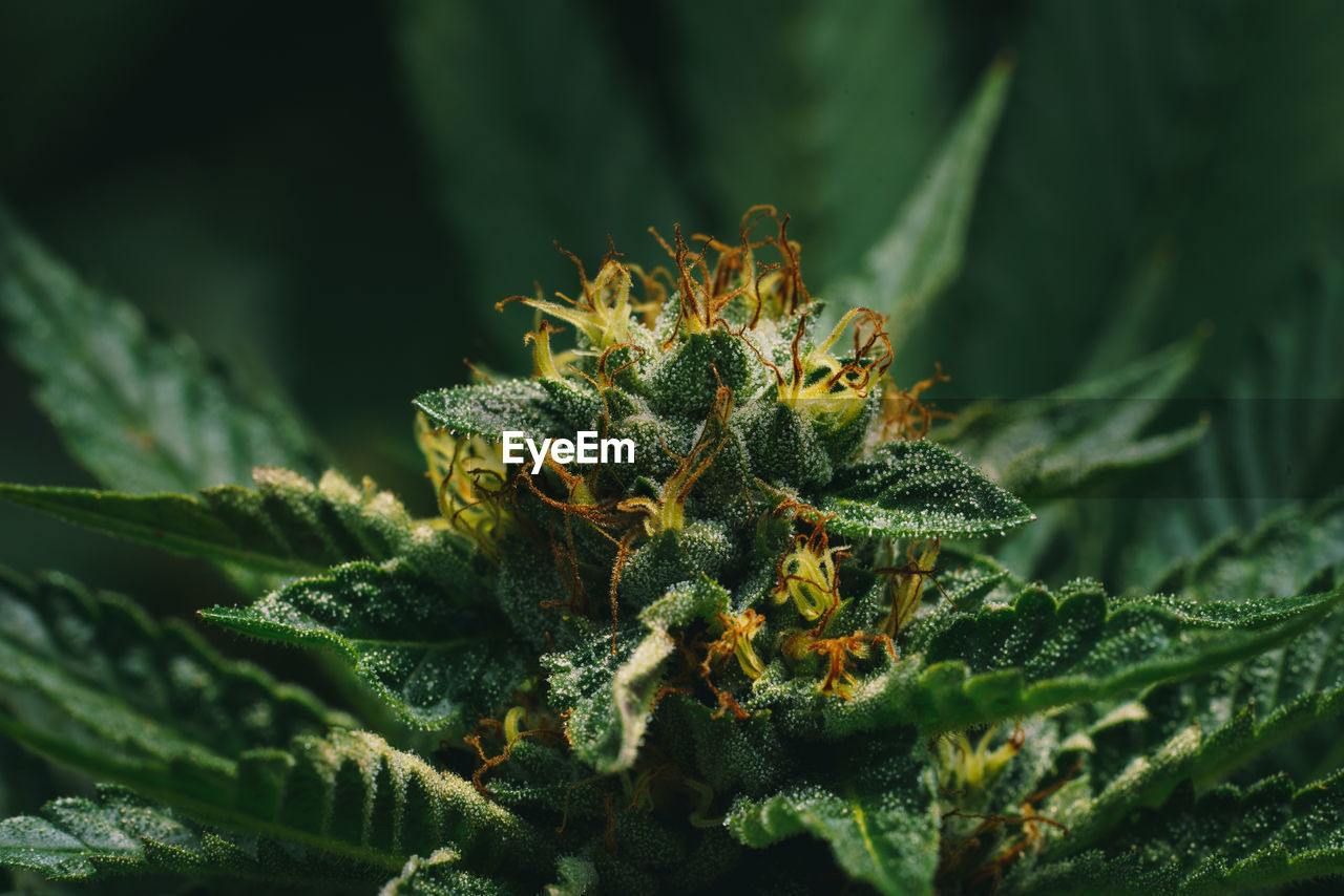 Close-up of marihuana plant growing outdoors