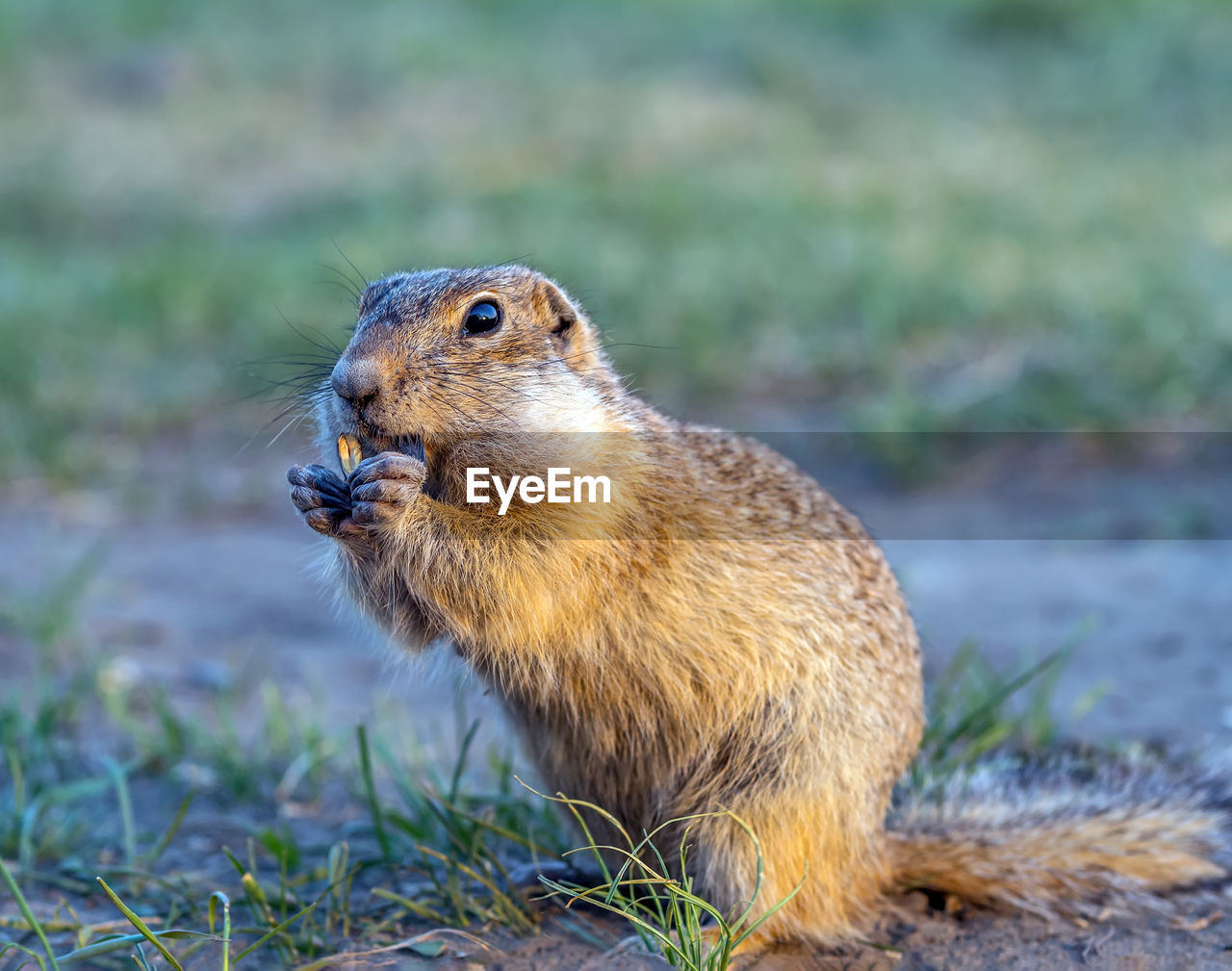 animal, animal themes, animal wildlife, one animal, wildlife, mammal, whiskers, squirrel, prairie dog, rodent, no people, nature, grass, outdoors, prairie, side view, day, close-up, eating, portrait, focus on foreground, land, plant