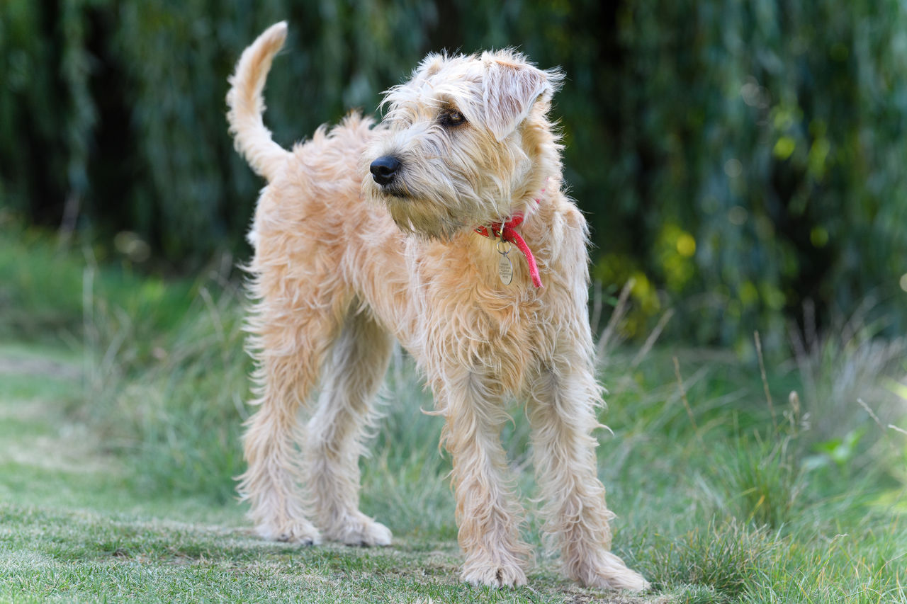 Dog running on field