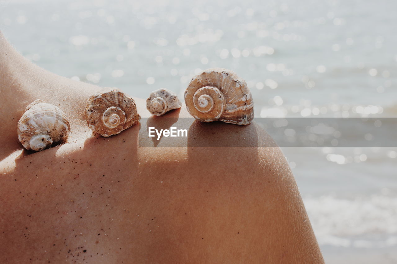 Close-up of seashells on woman shoulder at beach during sunny day