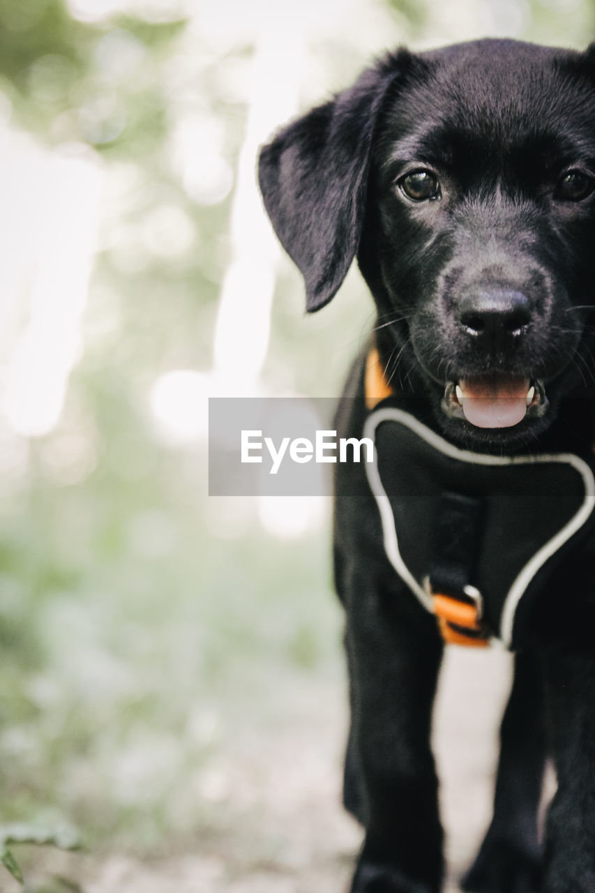 Portrait of black puppy standing on field