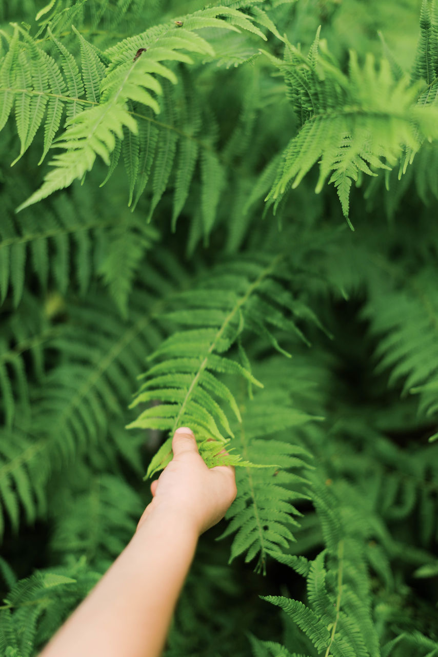 CROPPED IMAGE OF HAND HOLDING FERN AGAINST TREE