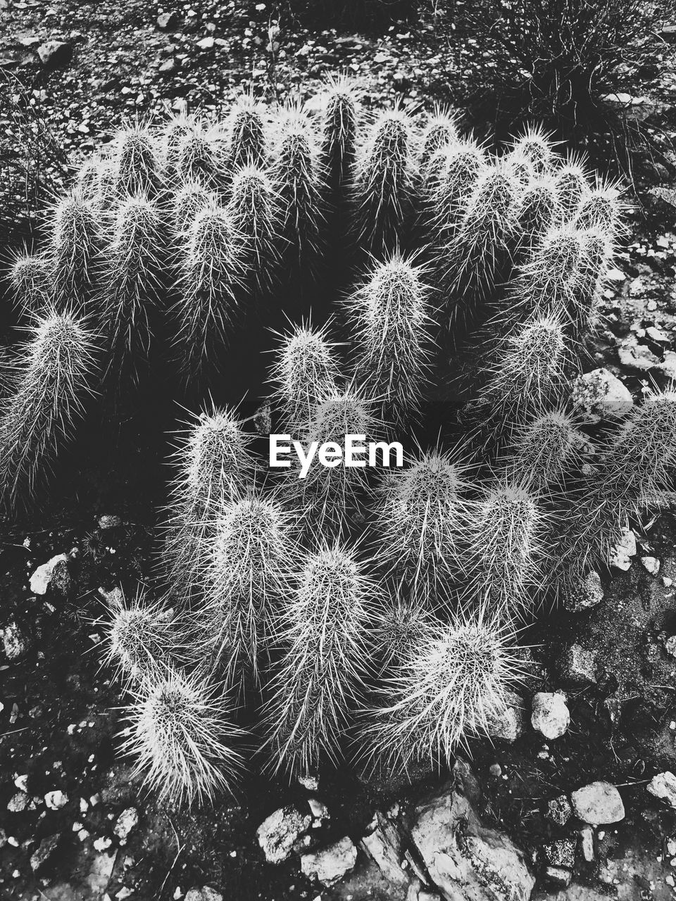 High angle view of cactus on field