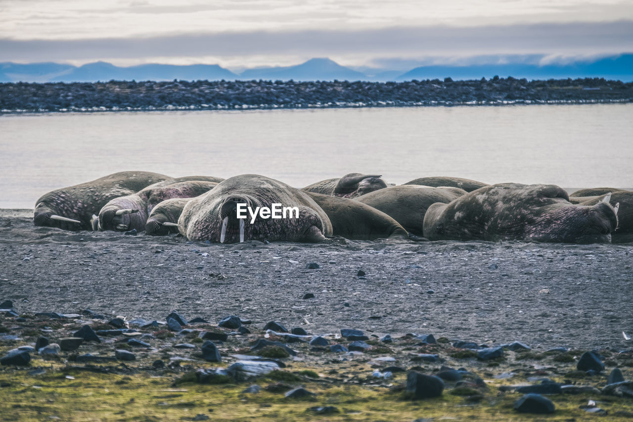 Walruses relaxing on shore at beach