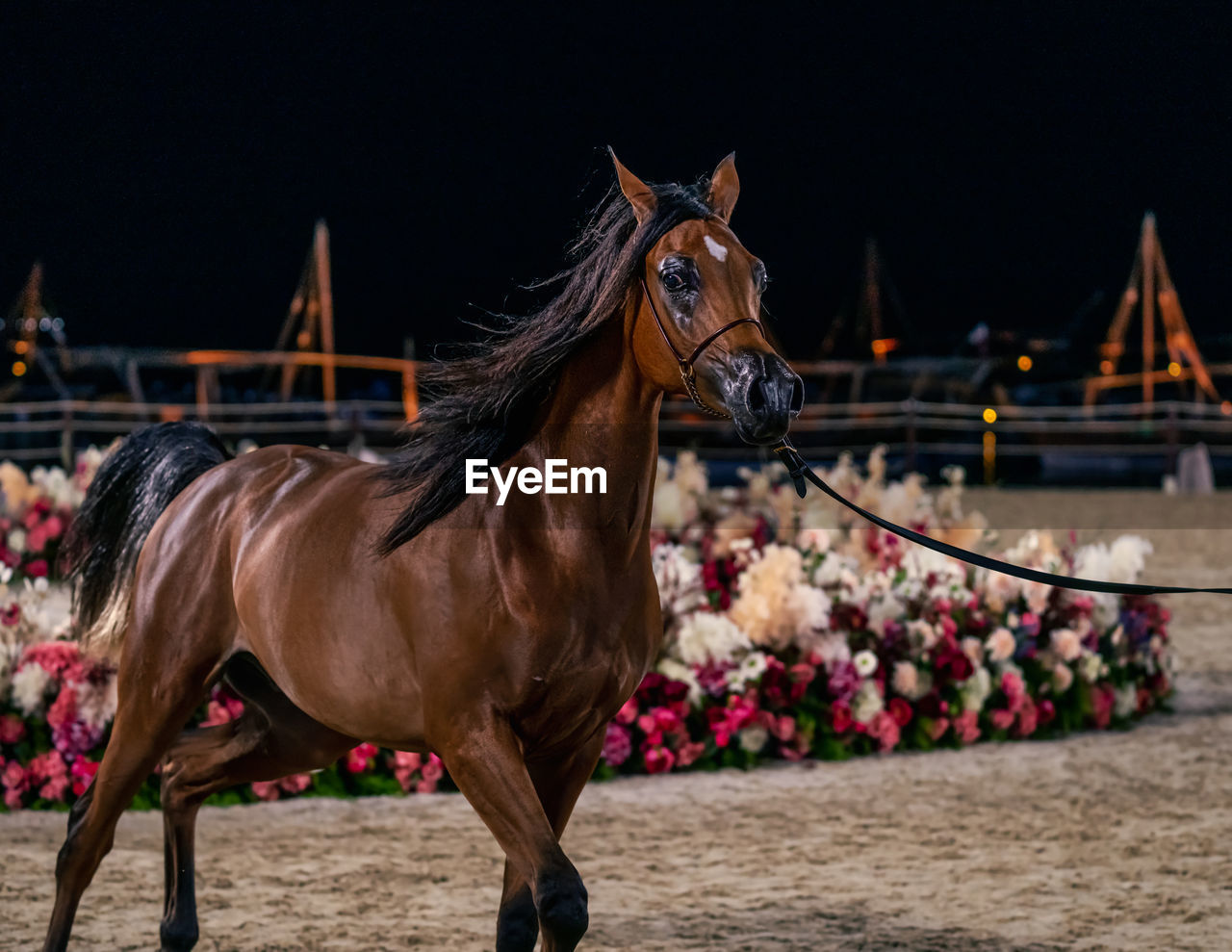 Horse standing in ranch