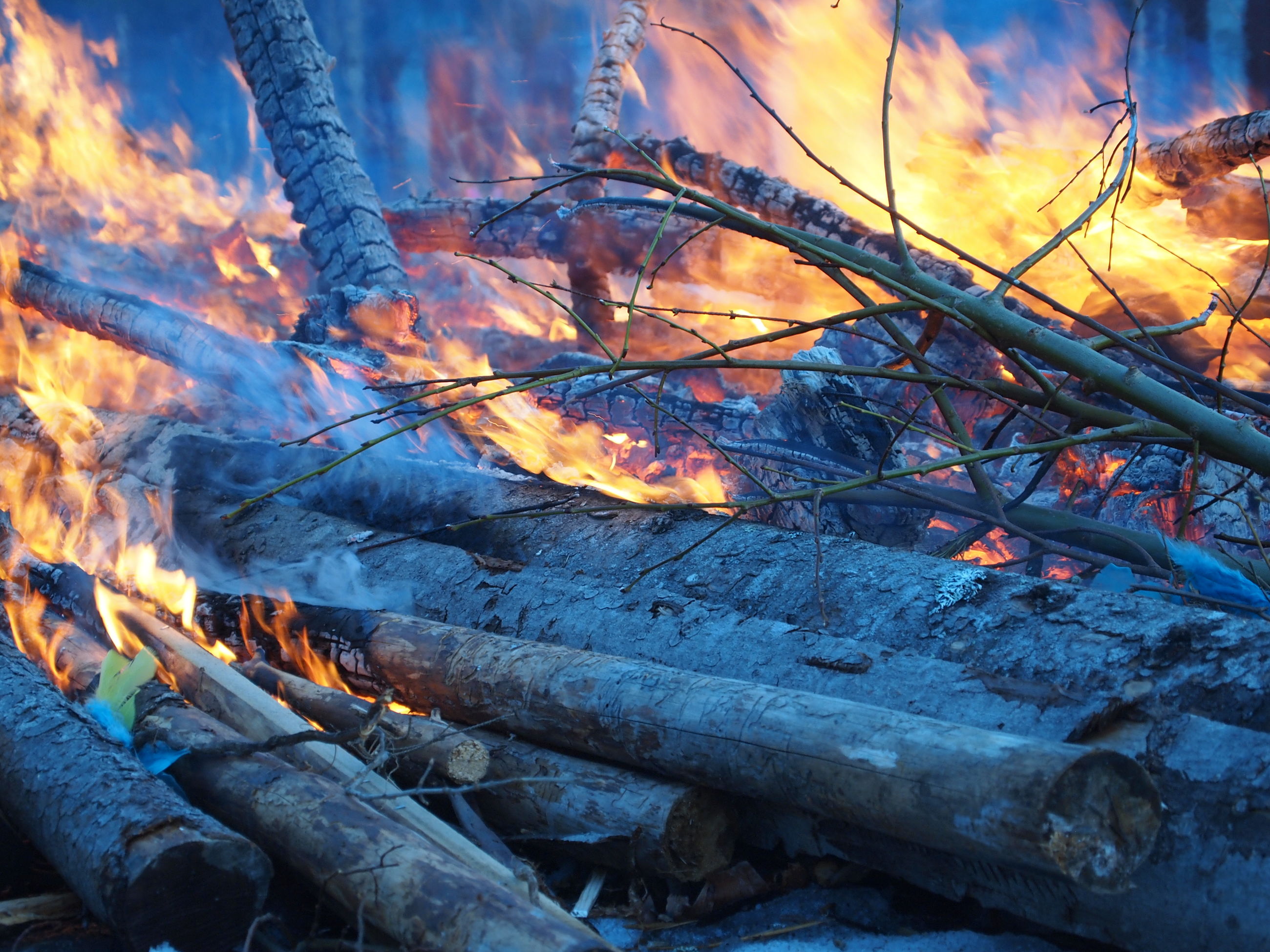 Logs burning in forest ID 104888992