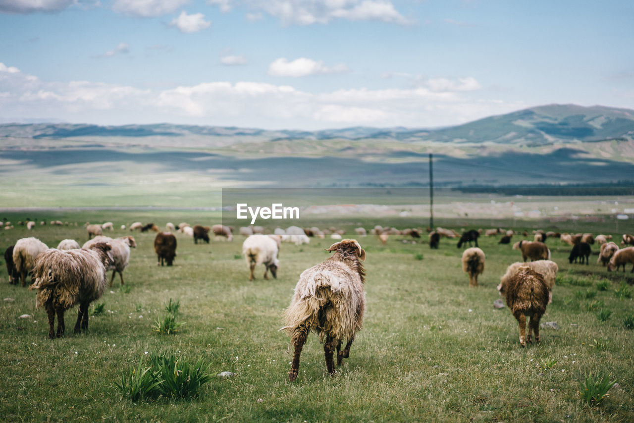 Rear view of sheep grazing on grassy field