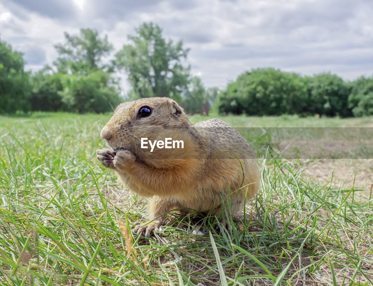 animal themes, animal, one animal, animal wildlife, mammal, grass, plant, rodent, wildlife, nature, prairie, squirrel, no people, land, field, sky, eating, pet, day, cloud, prairie dog, outdoors, close-up, grassland, focus on foreground, whiskers, green, food