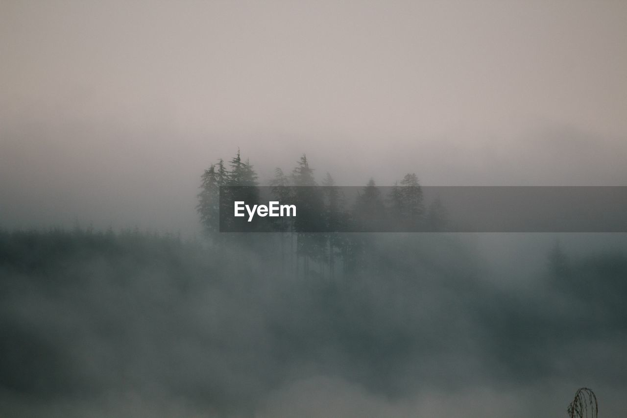 Trees on misty landscape against clear sky