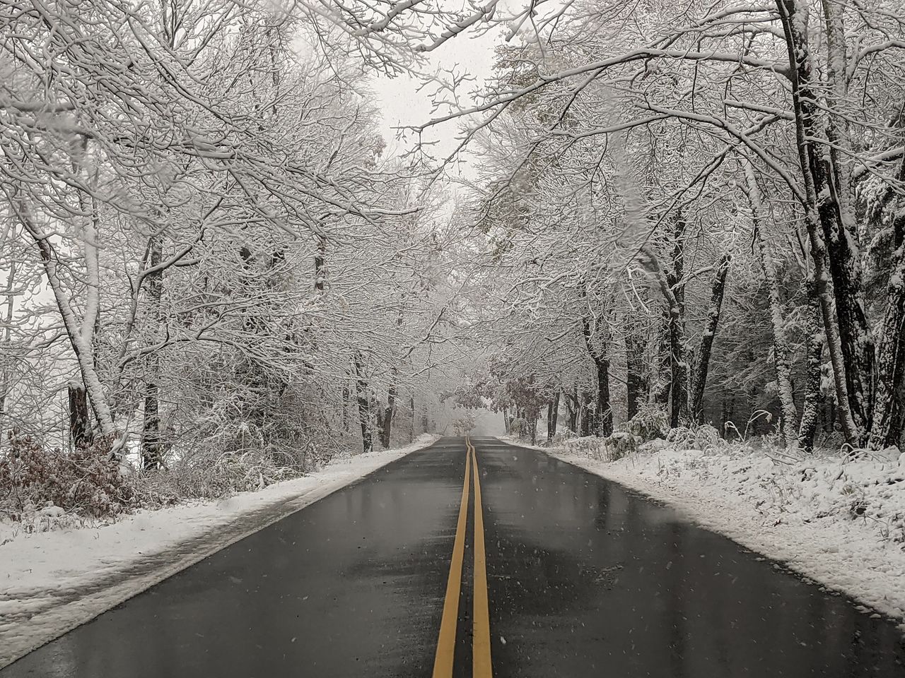 SNOW COVERED ROAD AMIDST TREES