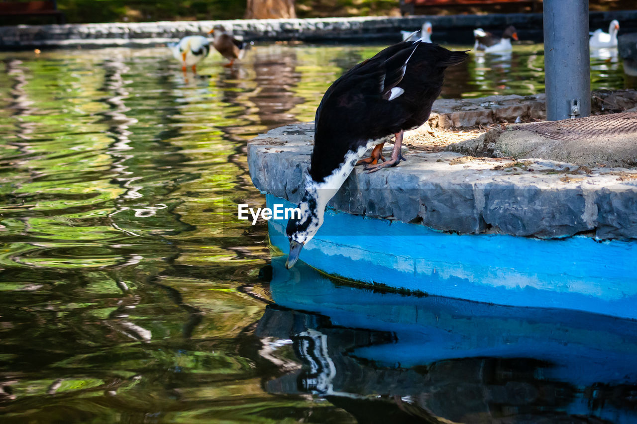 DUCKS IN A LAKE