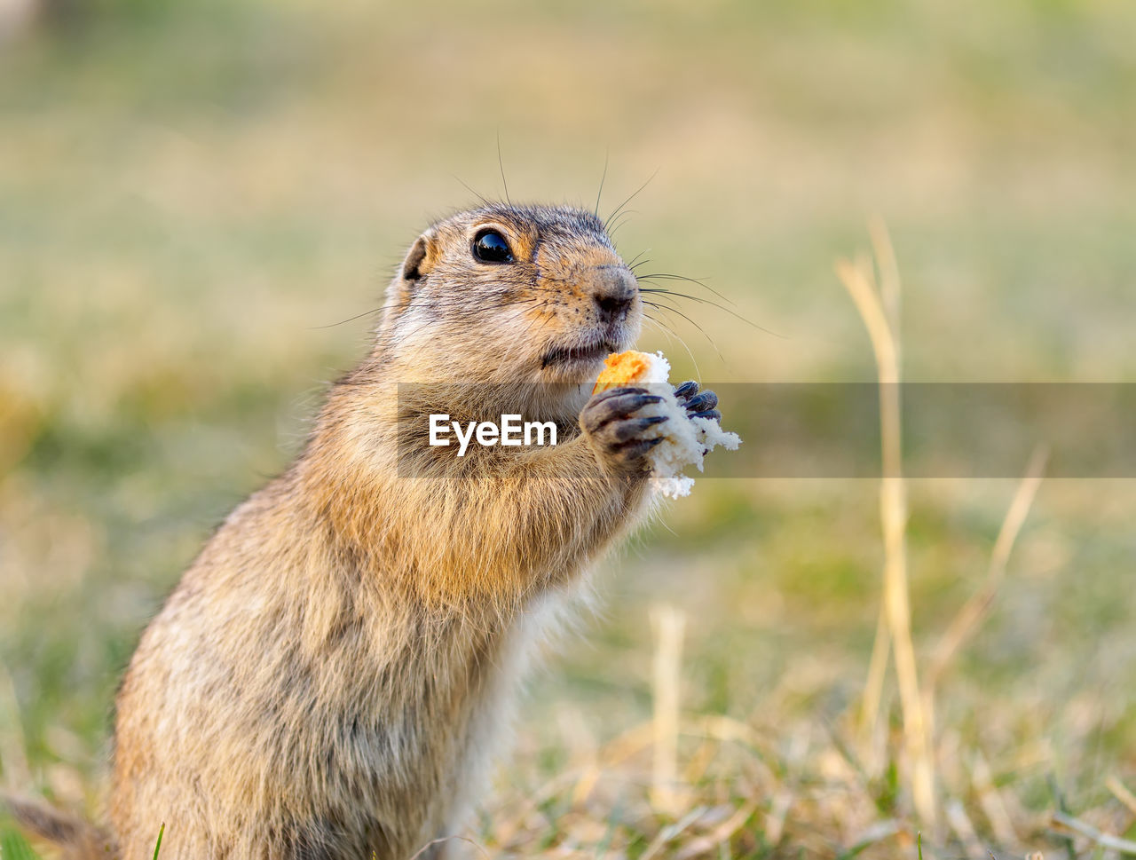animal, animal themes, animal wildlife, one animal, squirrel, mammal, wildlife, eating, whiskers, rodent, prairie dog, prairie, no people, nature, food, grass, food and drink, outdoors, chipmunk, portrait, plant, day, side view, close-up, focus on foreground, cute, feeding, animal body part